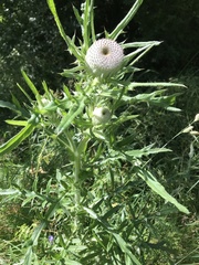 Cirsium eriophorum