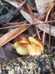 Pluteus pauperculus