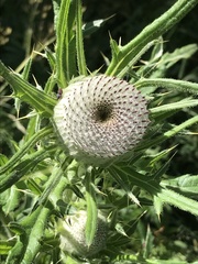 Cirsium eriophorum