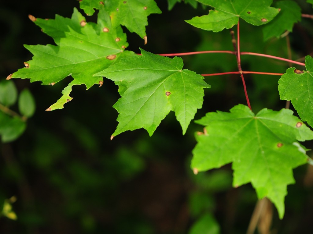 Red Maple Acer Rubrum Trees And Shrubs Of Lost 40 SNA 