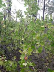 Ribes aureum