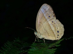 Mycalesis orseis