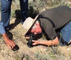 Penstemon eriantherus cleburnei