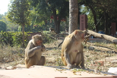 Macaca mulatta