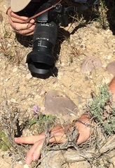 Penstemon eriantherus cleburnei