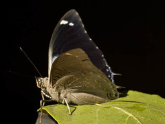 Charaxes bohemani