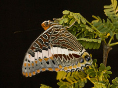 Charaxes saturnus
