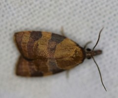 Cenopis diluticostana