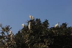 Bubulcus ibis