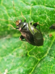 Halticus luteicollis