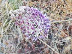 Allium sardoum