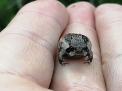 Breviceps rosei rosei