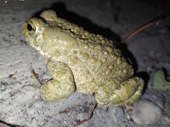 Bufotes viridis