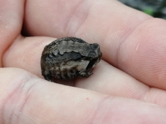 Breviceps rosei rosei