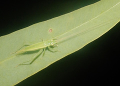 Metiochodes australicus