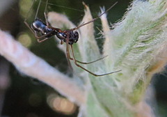 Neriene furtiva