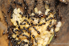 Temnothorax longispinosus