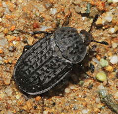 Thanatophilus rugosus