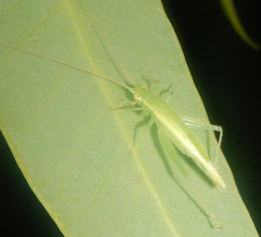 Metiochodes australicus