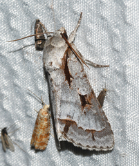 Acronicta quadrata