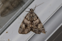 Catocala lineella