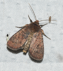 Protorthodes oviduca