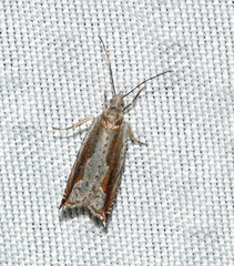 Ancylis diminuatana