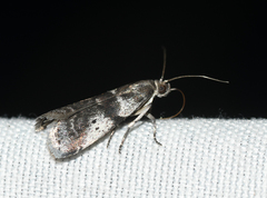 Acrobasis vaccinii