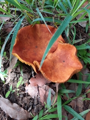 Phylloporus aurantiacus