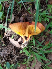 Phylloporus aurantiacus