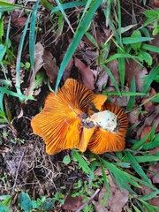 Phylloporus aurantiacus