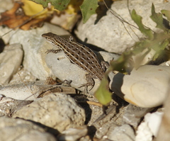 Psammodromus edwarsianus