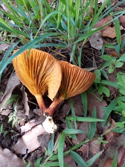 Phylloporus aurantiacus