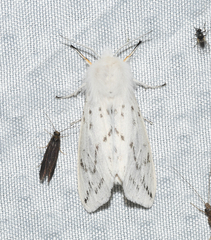 Spilosoma dubia