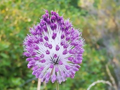 Allium sardoum