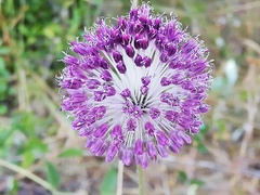 Allium sardoum