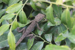 Calotes versicolor