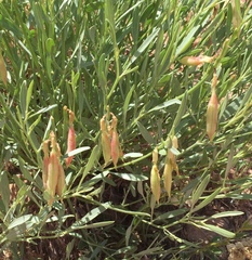 Astragalus hamiltonii