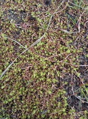 Crassula helmsii