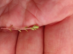 Crassula helmsii