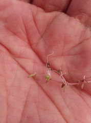 Crassula helmsii