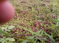 Crassula helmsii