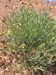 Astragalus hamiltonii