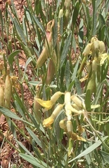 Astragalus hamiltonii
