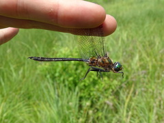 Somatochlora kennedyi