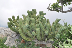 Myrtillocactus cochal