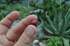 Myrtillocactus cochal