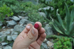 Myrtillocactus cochal