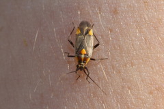 Capsodes flavomarginatus