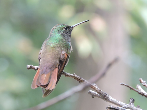 Berylline Hummingbird